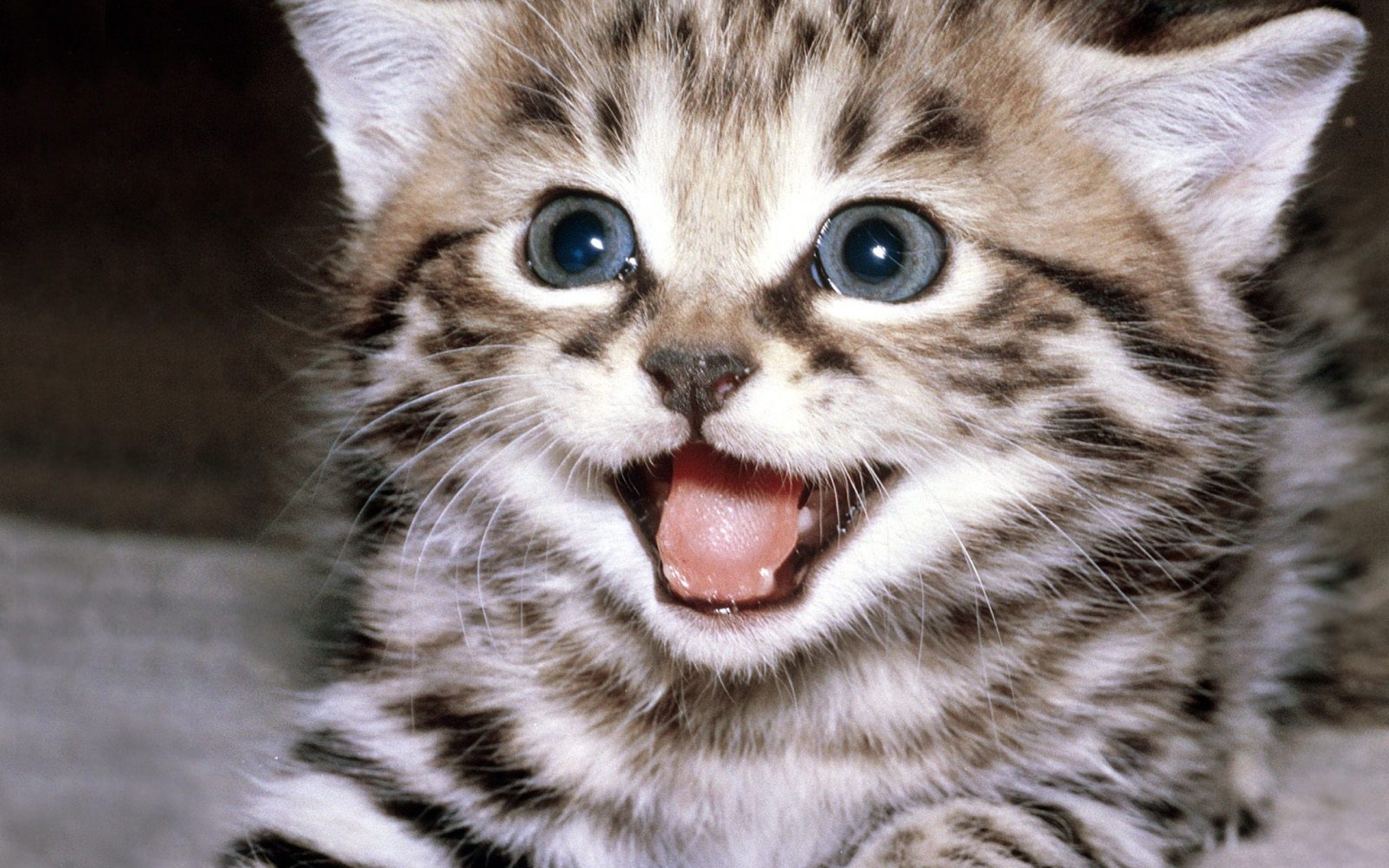 cute-cat-wallpaper-2560x1600